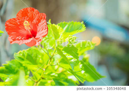 芙蓉南國沖繩度假村旅遊度假多彩熱帶 芙蓉南國沖繩度假村旅遊度假多彩熱帶 105348048