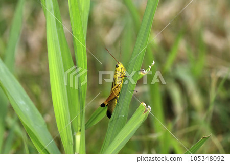 豪豬蚱蜢 105348092