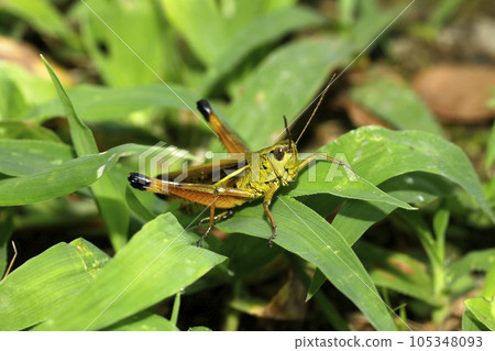 豪豬蚱蜢 105348093