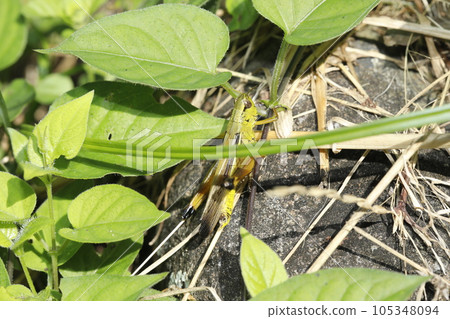 豪豬蚱蜢 105348094