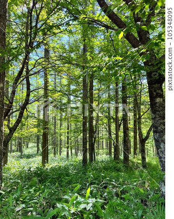 鮮綠的落葉松林‖ 105348095