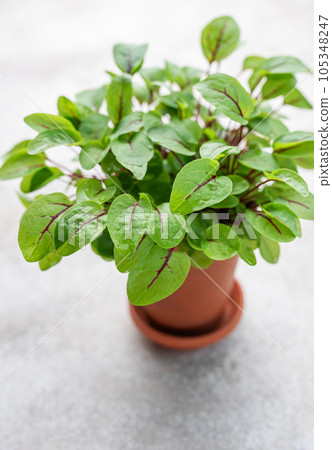 A pot with fresh sorrel microgreens A pot with fresh sorrel microgreens 105348247