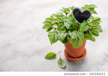 A pot with fresh sorrel microgreens 105348251