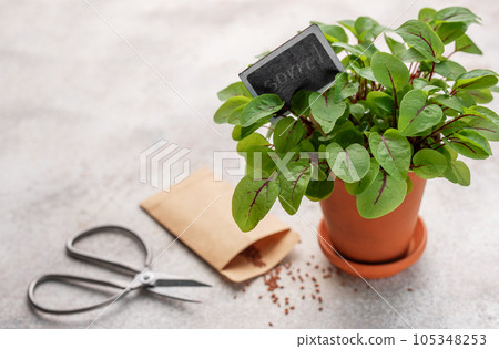 A pot with fresh sorrel microgreens 105348253