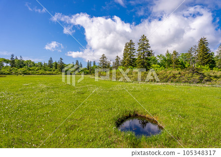 Shinsenuma Mogara Shinsenuma Mogara 105348317