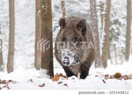European wild boar in winter forest European wild boar in winter forest 105348612