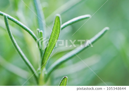 early summer rosemary 105348644