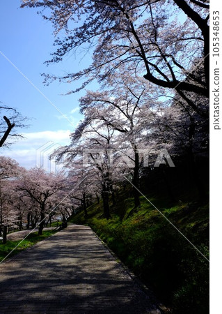 櫻花飄落時節的散步道[3月、築井、相模原市] 105348653