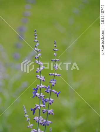 blue russian sage 105348745