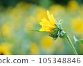 黃色的向日葵，從花蕾中綻放的花朵 105348846