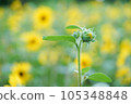 黃色向日葵芽 105348848