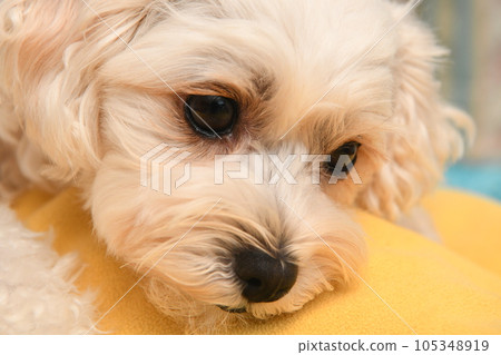 Dog relaxing in the room 105348919