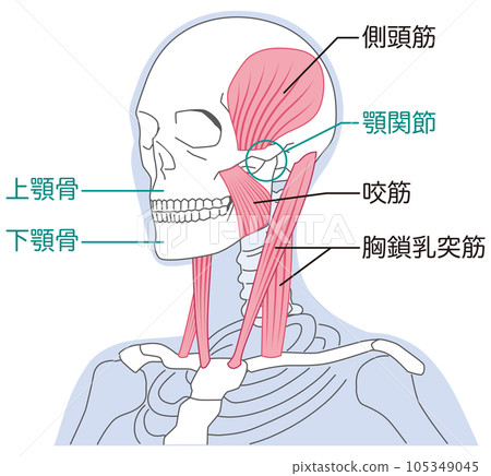 Neck and jaw muscle structure Sternocleidomastoid muscle 105349045