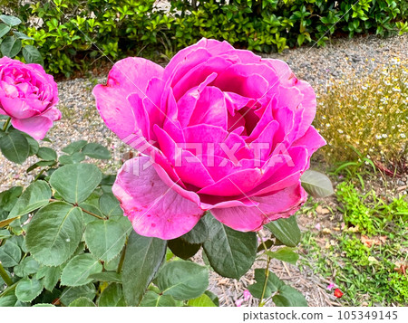 [Nakano City, Nagano Prefecture] Roses of Ippongi Park, June 105349145