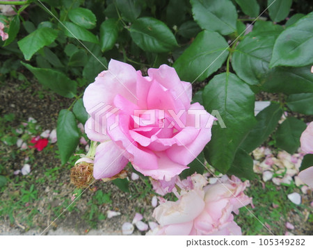 Spring Rose Yumeka 105349282