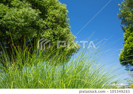 Carex looking cool in nature 105349283