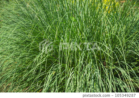 beautiful leaf carex beautiful leaf carex 105349287