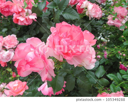 spring rose jardin de france 105349288