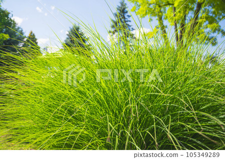 Carex with beautiful leaf color 105349289