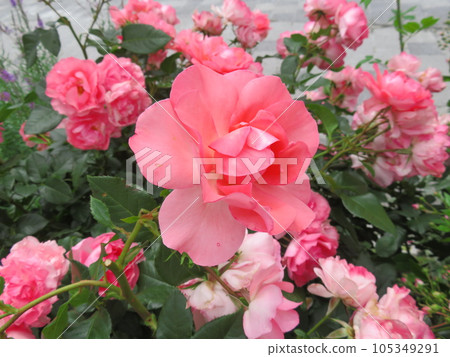 spring rose jardin de france 105349291