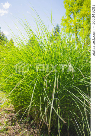 Carex with beautiful leaf color 105349292