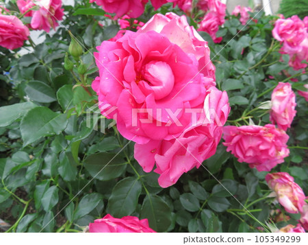 春天玫瑰烏拉拉 105349299