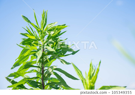 初夏的艾草 初夏的艾草 105349355