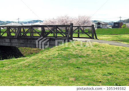 A wooden bridge spans a green hill with blooming dandelions and you can see cherry blossoms over there 105349382