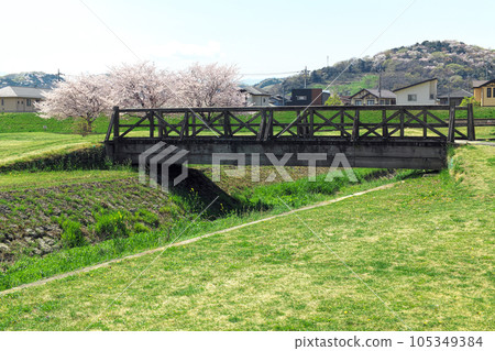 A wooden bridge spans a green hill with blooming dandelions and you can see cherry blossoms over there A wooden bridge spans a green hill with blooming dandelions and you can see cherry blossoms over there 105349384