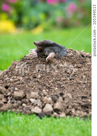 Mole, Talpa europaea, making mole hill and damaging beautiful lawn and flower garden. Mole, Talpa europaea, making mole hill and damaging beautiful lawn and flower garden. 105349513