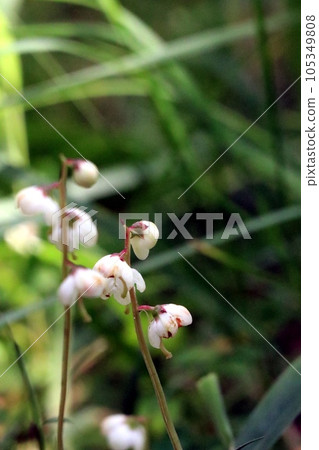 Wild Kobanoichiyakuso blooming quietly in the forest 105349808
