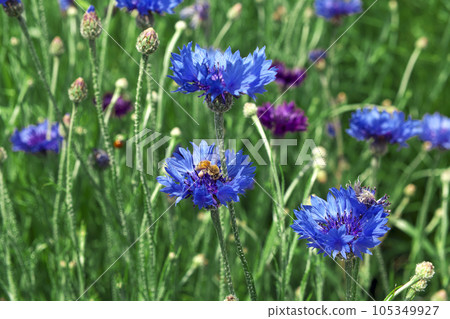 A bee came to the green bank where colorful dianthus blooms 105349927