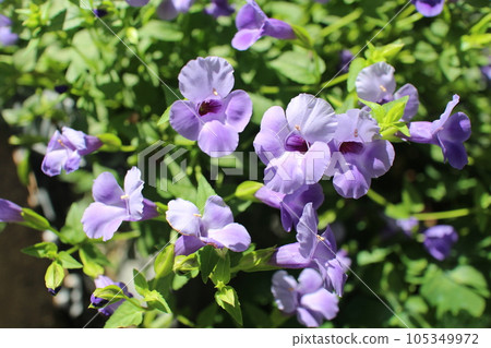 超級藍豬草 Catalina 藍河花 超級藍豬草 Catalina 藍河花 105349972
