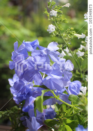 窗台上的藍莓和 Calaminha 花 窗台上的藍莓和 Calaminha 花 105349973