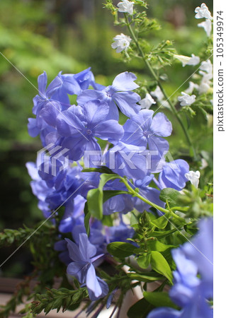 窗台上的藍莓和 Calaminha 花 窗台上的藍莓和 Calaminha 花 105349974