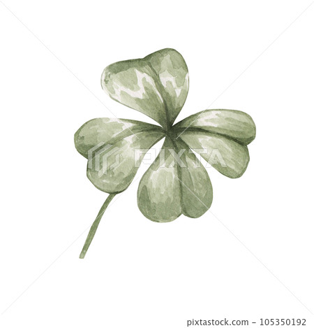 Four leaf clover isolated on white background. Watercolor botanical illustration of summer plant. 105350192