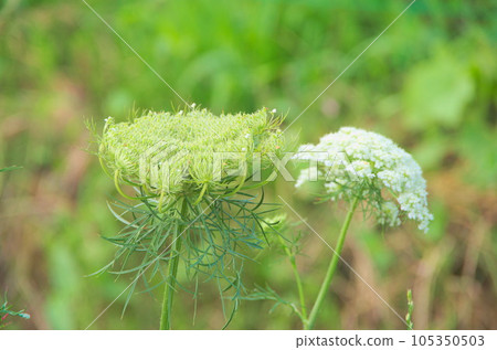 人參花盛開 人參花盛開 105350503