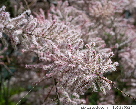 Tamarix Flowers, Pink Tamarisk Closeup, Flowering Tree Salt Cedar Tree, Taray Macro Photo Tamarix Flowers, Pink Tamarisk Closeup, Flowering Tree Salt Cedar Tree, Taray Macro Photo 105350524