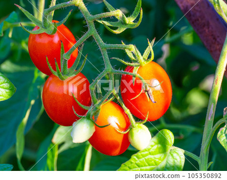 Organically grown oval mini tomatoes Organically grown oval mini tomatoes 105350892