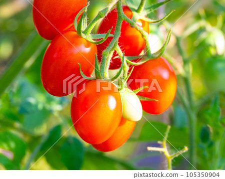 有機種植的橢圓形迷你西紅柿 有機種植的橢圓形迷你西紅柿 105350904