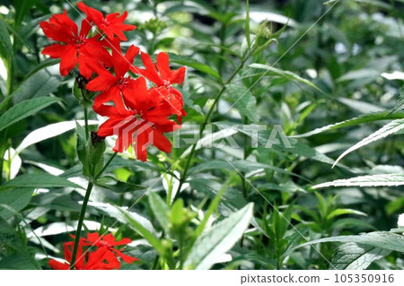 colorful wild red flowers 105350916