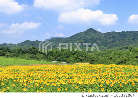 [香川縣]萬濃町中山嚮日葵園區（向日葵田） 105351064