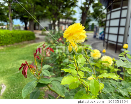[長野縣中野市]一本木公園的玫瑰，六月 105351394