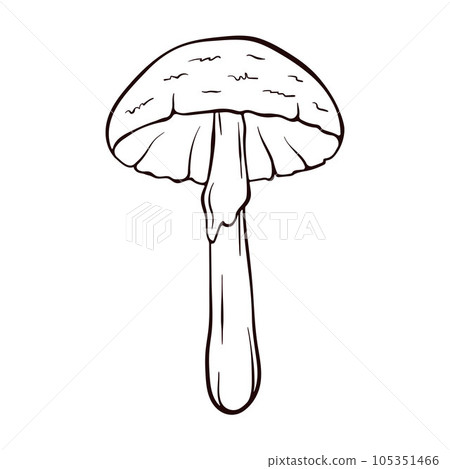 Destroying angel inedible mushroom in engraved style. Amanita bisporigera virosa in line art. Vector illustration isolated on a white background. Destroying angel inedible mushroom in engraved style. Amanita bisporigera virosa in line art. Vector illustration isolated on a white background. 105351466