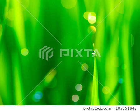 morning dew and rice leaves morning dew and rice leaves 105351643