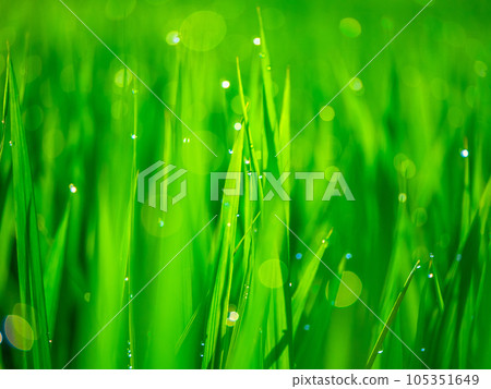 晨露和稻葉 晨露和稻葉 105351649