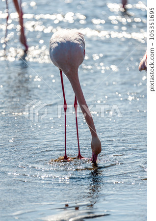Flamingos near Walvis Bay Flamingos near Walvis Bay 105351695