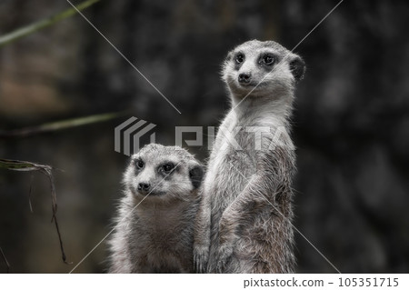 Close-up of a meerkat standing on alert on a rock 105351715