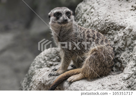 Close-up of a meerkat standing on alert on a rock 105351717