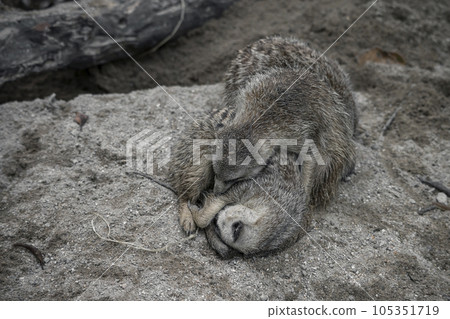 Two meerkats sleeping on the ground Two meerkats sleeping on the ground 105351719
